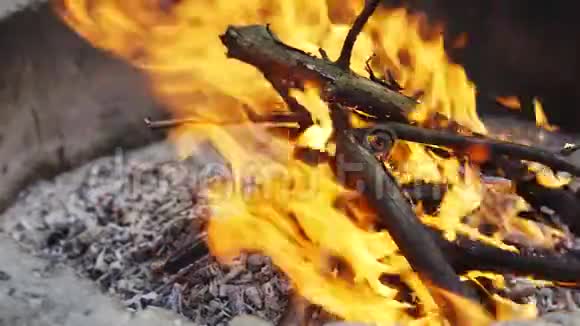 夏日森林里美丽的篝火视频的预览图