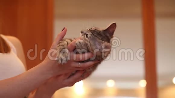 可爱的小猫咬着手指视频的预览图