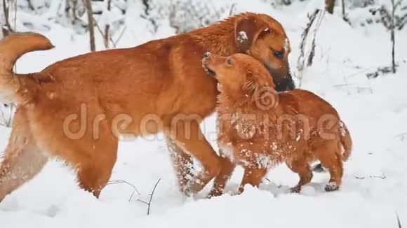 两只狗在雪地里打架两只狗互相咬跑滚狗打架生活方式概念视频的预览图