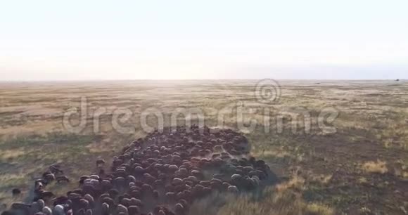 乌克兰草原羊群鸟瞰图视频的预览图