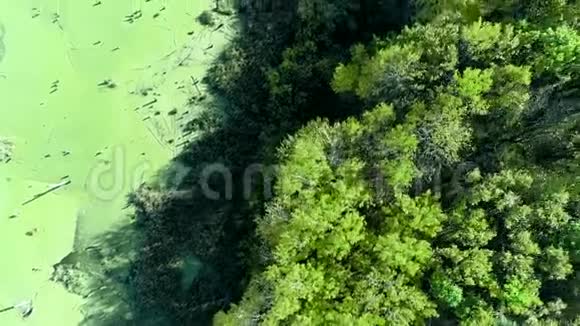 野生自然风光沼泽森林树木飞视频的预览图