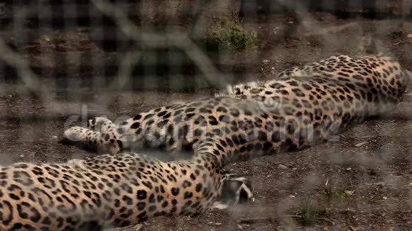 动物园里的猎豹躺着睡觉视频的预览图