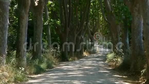山路两旁有大树镜头移动多莉视频的预览图