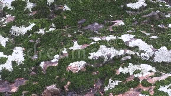 苔藓和苔藓一起生长在雨中的玄武岩岩石上视频的预览图