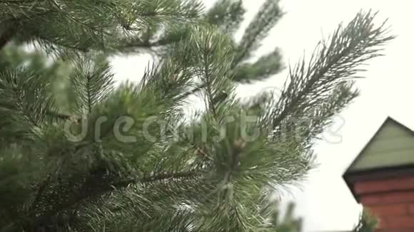 裘皮树的枝条常绿冷杉松树枝枝上蓝绿云杉针绿色刺刺视频的预览图