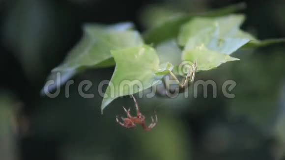 常春藤上的花园蜘蛛视频的预览图