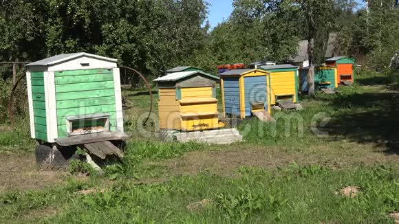养蜂日记五颜六色的蜜蜂在乡村花园里蜂巢4K视频的预览图