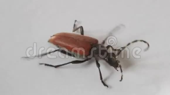 长角甲虫视频的预览图