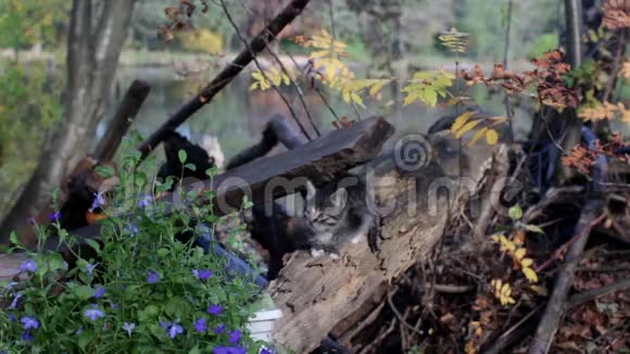 花园里孤独的条纹小猫视频的预览图