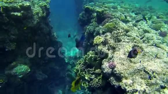 大海珊瑚大海珊瑚视频的预览图