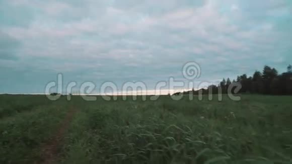 夏初的清晨沿着树木的乡间小路穿过青草草地视频的预览图