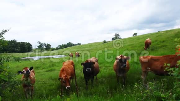 在绿色的田野里牛群视频的预览图