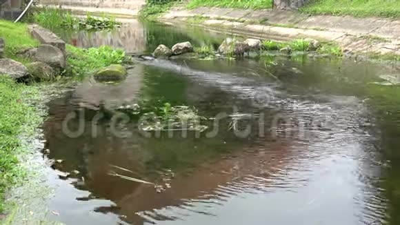 公园里的石头间流淌着河水4K视频的预览图