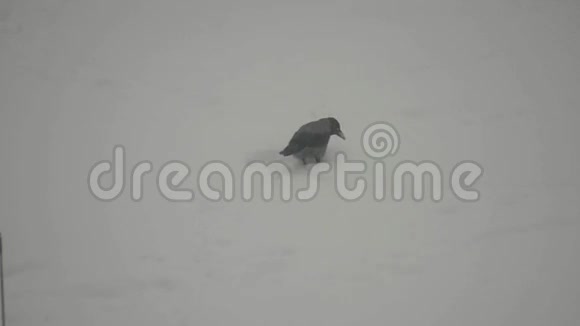 乌鸦在雪地里找东西视频的预览图