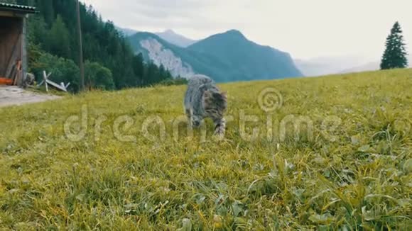 可爱的条纹猫在绿色草地上玩耍在风景如画的奥地利山谷中尽情玩耍视频的预览图