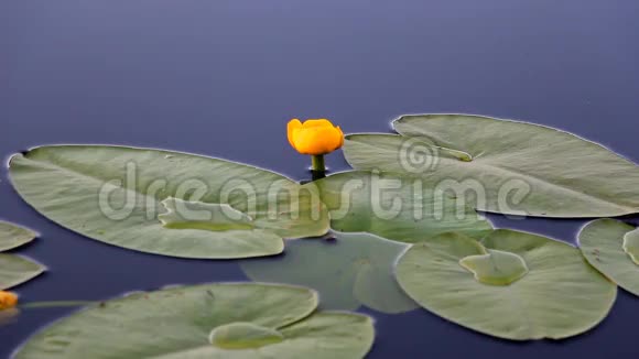 静谧湖畔的黄睡莲视频的预览图