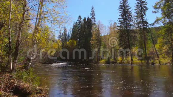 美丽的秋景这条山河在树林中央流淌视频的预览图