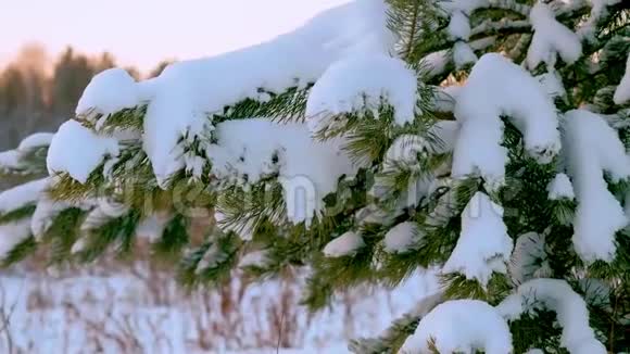 雪下的圣诞树一棵有水滴的圣诞树的树枝冬季景观松树枝视频的预览图