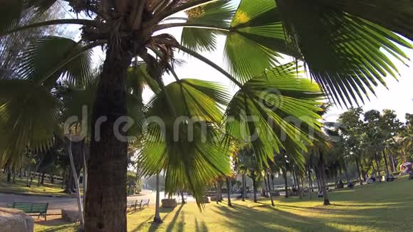 绿色城市公园蓝天透过棕榈叶棕榈树人们坐在草地上操作摄像机视频的预览图