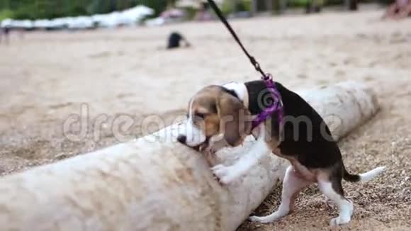 有趣的比格小狗想吃印度尼西亚热带巴厘岛海滩上的大木原木视频的预览图