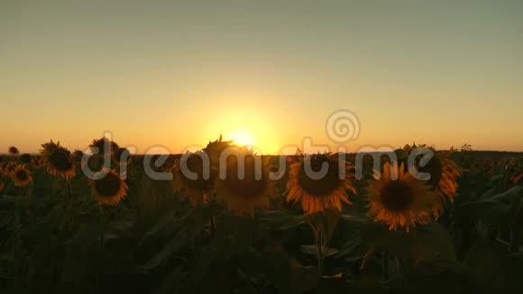 在美丽的夕阳的光芒中绽放着向日葵的田野农业商业概念有机收获向日葵视频的预览图