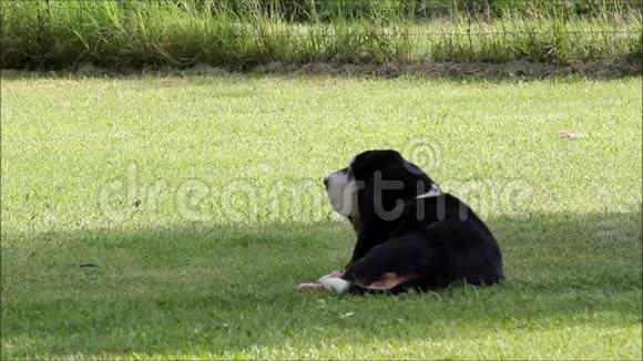 贝塞特猎犬在花园里视频的预览图