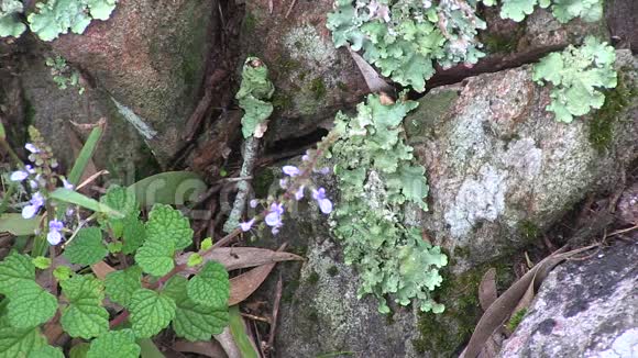 藏在岩石中的紫色小野花苔藓视频的预览图