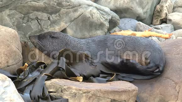 海豹在睡觉新西兰人视频的预览图