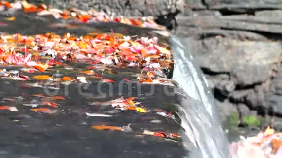 落叶和水坝的视频视频的预览图