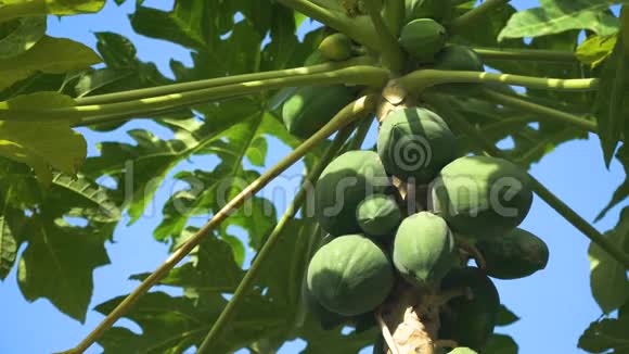 有水果的木瓜树视频的预览图