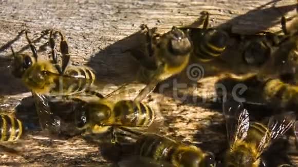 宏镜头蜂巢入口处的蜜蜂视频的预览图