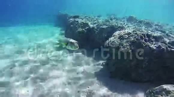 珊瑚礁中的星状河豚埃及红海的阿罗斯隆视频的预览图