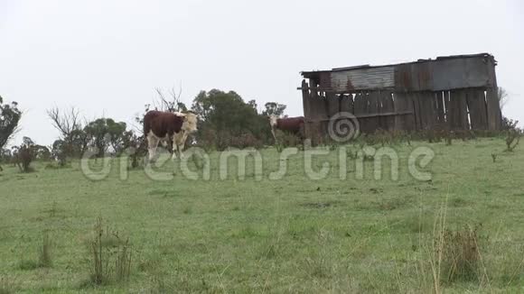 牛和老木瓦楞铁农棚视频的预览图