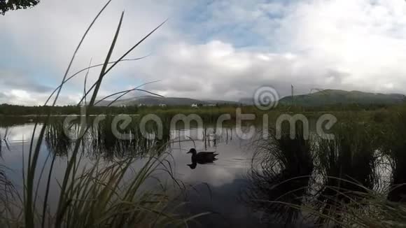 马拉德鸭在平静的倒影池塘表面游泳视频的预览图