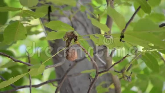 准备从青皮果皮上脱落的核桃仁视频的预览图