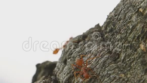 蚂蚁走路视频的预览图