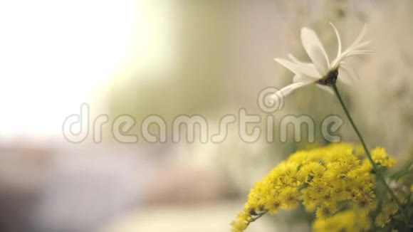 戴西在床头柜上绿色草地上的雏菊花草地上的春天雏菊雏菊花夏天春天视频的预览图