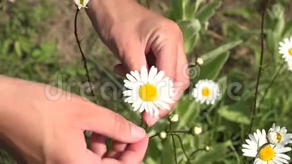 手猜未来与白色雏菊的花背景4K视频的预览图