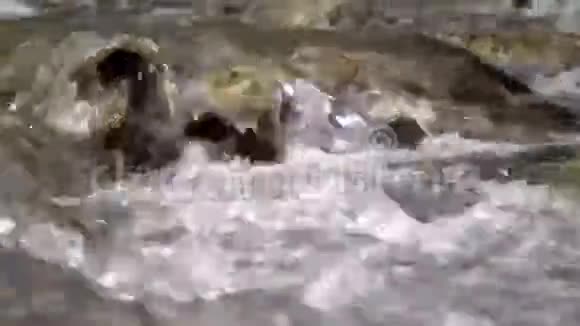 在石质海岸之间的纯净河流的特写视频的预览图