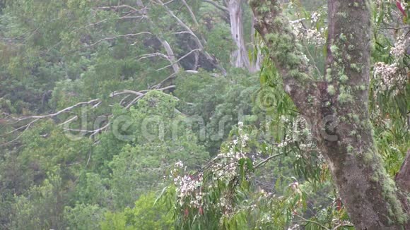 桉树苔藓覆盖的枝条和盛花的枝条和远处的枝条视频的预览图