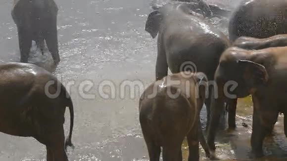 成群的大象在河流或湖泊中洗澡慢动作视频的预览图