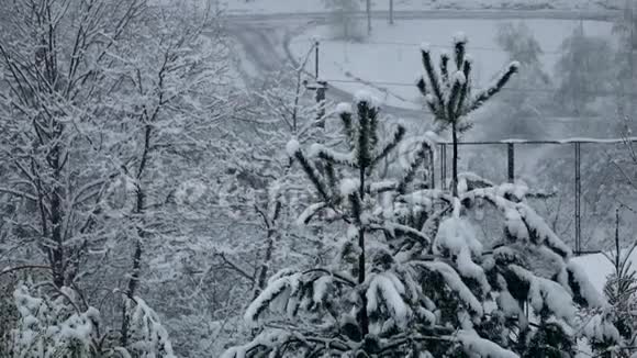 雪平静地落在树枝上冬天慢动作视频的预览图