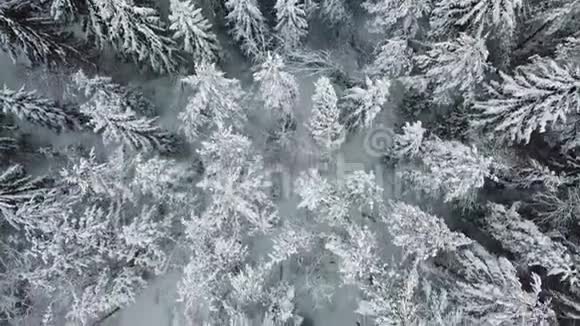 在寒冷的冬天直接在大森林上空飞行视频的预览图