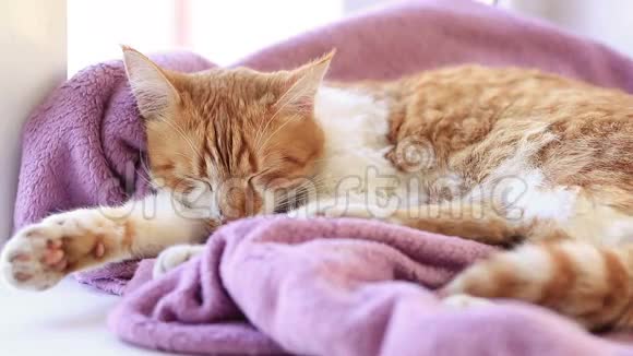 睡在窗台上的紫丁香毯子上的红白猫小猫视频的预览图