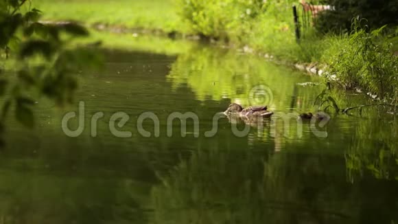 鸭子和小鸭子一起走漂浮在池塘的水中和谐自然视频的预览图