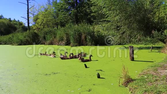 鸭子和浮萍在沼泽里游泳视频的预览图