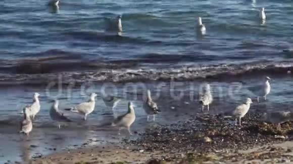 海鸥在海滩上寻找食物视频的预览图