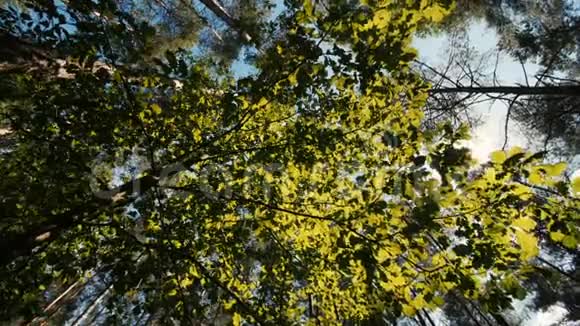 绿叶在阳光明媚的日子里一排排高大的绿树从底部看从树上看视频的预览图
