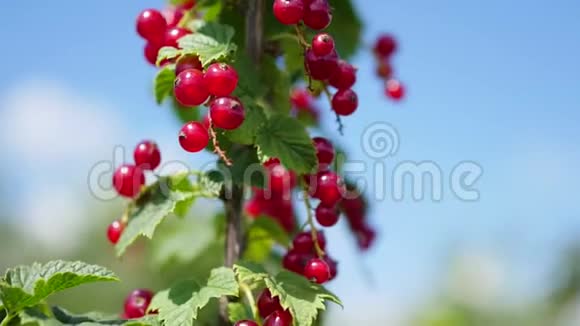 醋栗浆果和树叶的特写红色的醋栗视频的预览图
