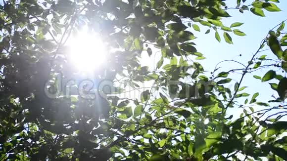 阳光闪烁阳光透过树叶照射进来视频的预览图